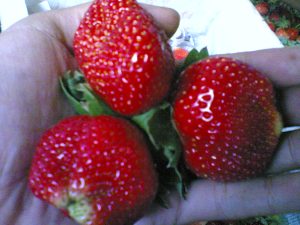 strawberry serang